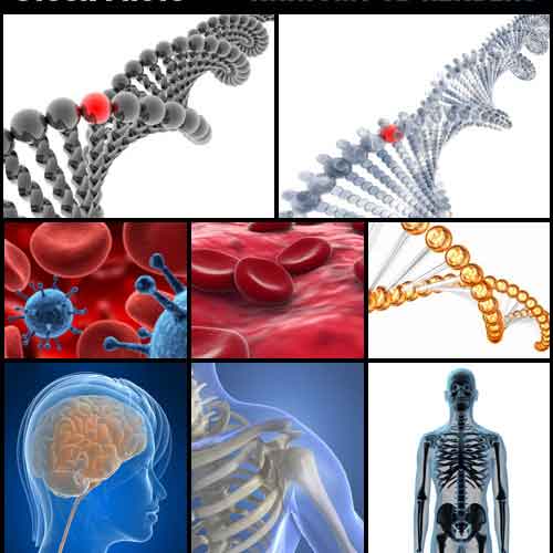Stock Photo – Anatomy 3D Renders – Anatomia