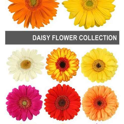 Stock de Fotos Daisy flower Margaritas