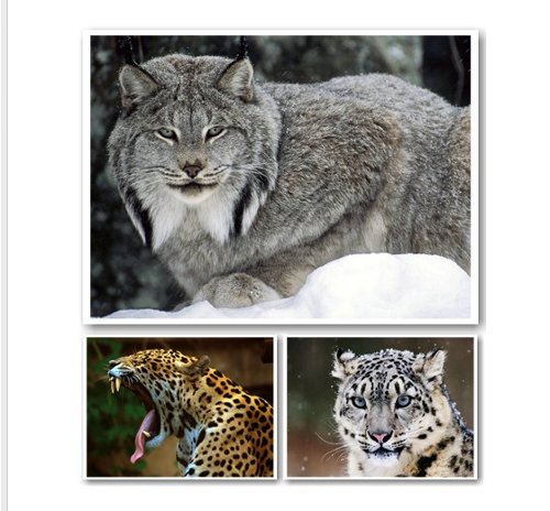 Wallpapers: variedad de tigres