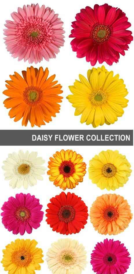Vectores Daisy flower Margaritas